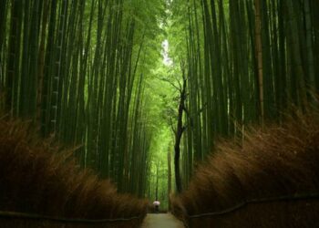 Things to Do in Arashiyama: How to Spend a Full Day Beyond the Bamboo Grove