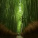 Things to Do in Arashiyama: How to Spend a Full Day Beyond the Bamboo Grove
