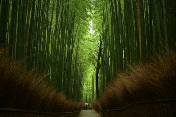 Things to Do in Arashiyama: How to Spend a Full Day Beyond the Bamboo Grove
