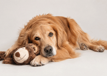 How to Match Your Dog With the Right Care Setting: Daycare, Boarding, Sitting, or Home Routine?
