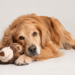 How to Match Your Dog With the Right Care Setting: Daycare, Boarding, Sitting, or Home Routine?