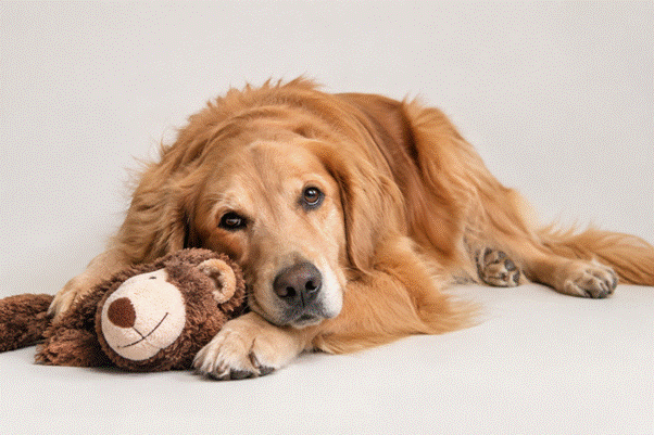 How to Match Your Dog With the Right Care Setting: Daycare, Boarding, Sitting, or Home Routine?