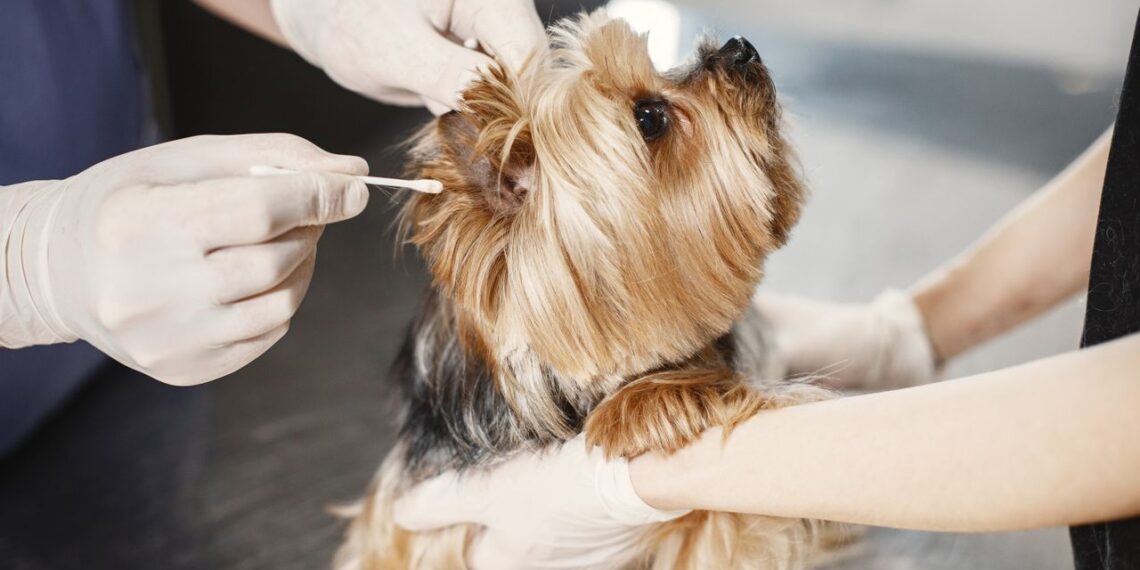 Veterinary Hospitals